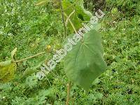 Abutilon theophrasti Med. (Sida abutilon L.)