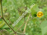 Abutilon theophrasti Med. (Sida abutilon L.)