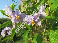 Solanum crispum Ruiz et Pav.