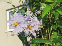 Solanum crispum Ruiz et Pav.