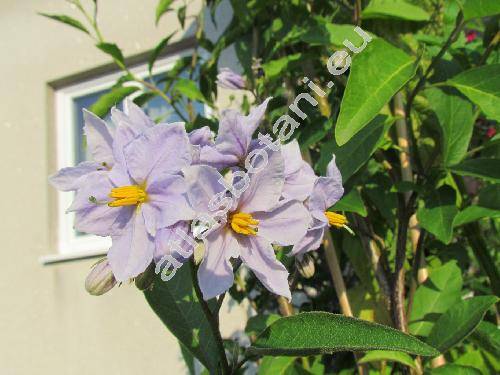 Solanum crispum Ruiz et Pav.