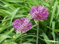 Allium aflatunense 'Purple Sensation' (Allium holandicum Fritsch)