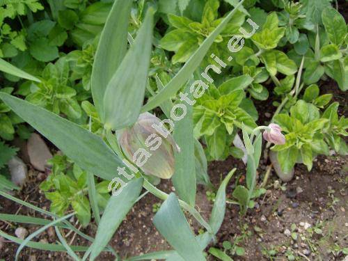 Fritillaria pontica (Fritillaria pontica Wahlenb., Fritillaria olympica Koch)