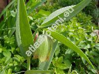 Fritillaria pontica (Fritillaria pontica Wahlenb., Fritillaria olympica Koch)