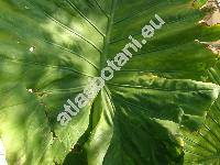 Alocasia macrorrhiza (L.) G. Don (Colocasia, Alocasia macrorrhizos (L.) Don, Arum macrorrhizon L.)