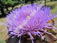 Cynara scolymus L.