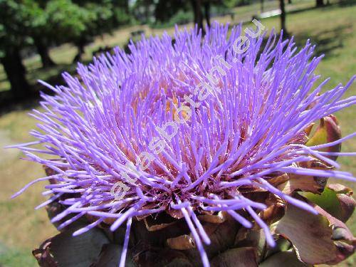 Cynara scolymus L.