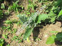 Cynara scolymus L.