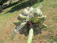 Cynara scolymus L.