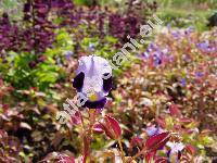 Torenia violacea