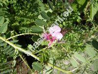 Indigofera tinctoria L.