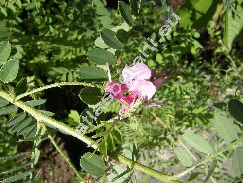 Indigofera tinctoria L.