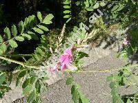 Indigofera tinctoria L.