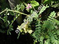 Indigofera tinctoria L.