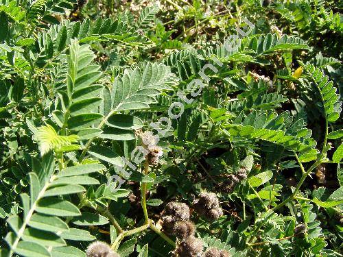 Astragalus cicer L.