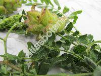 Astragalus cicer L.