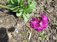 Primula denticulata Smith