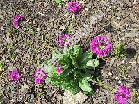 Primula denticulata Smith