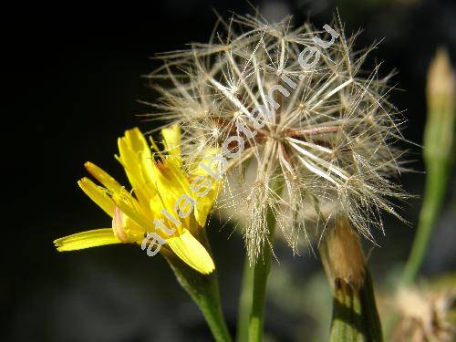 Leontodon autumnalis L. (Scorzoneroides autumnalis (L.) Moench)