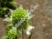Knautia drymeia Heuffel (Knautia sylvatica, Scabiosa pannonica Jacq., Scabiosa sylvatica L.)