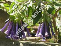 Acnistus australis (Dunalia australis, Iochroma australe)