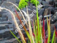 Imperata cylindrica 'Red Baron'