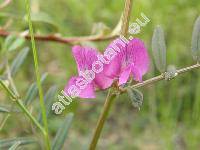 Vicia angustifolia L. (Vicia nigra (L.) Steud., Vicia stenophylla Schur)