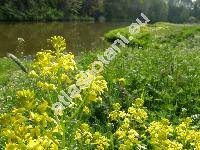 Aesculus octandra Marsh. (Pavia flava (Ait.) Moench, Aesculus lutea Wang., Pavia lutea Poir.)