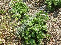 Brunnera macrophylla Johnst. (Anchusa myosotidiflora Lehm., Myosotis macrophylla Adams)