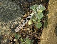 Asarina procumbens Mill. (Antirrhinum asarinum L., Asarina cordifolia Moench)