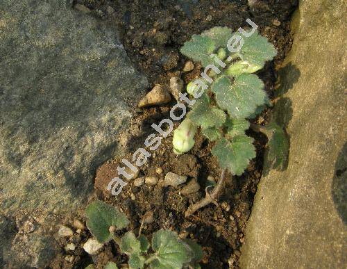 Asarina procumbens Mill. (Antirrhinum asarinum L., Asarina cordifolia Moench)