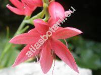 Schizostylis coccinea (Schizostylis coccinea Backh. et Harv., Gladiolus, Hesperantha coccinea)