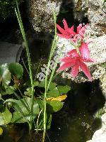 Schizostylis coccinea (Schizostylis coccinea Backh. et Harv., Gladiolus, Hesperantha coccinea)