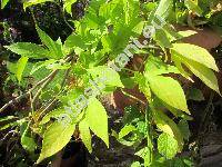 Ipomoea batatas (Ipomoea batatas (L.) Lam.)