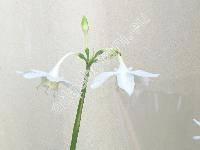 Eucharis grandiflora Planch. (Eucharis amazonica)