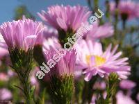 Aster versicolor Willd. (Aster laevis x Aster novi-belgii, Symphyotrichum versicolor (Willd.) Nes., Aster x versicolor)