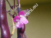 Phaseolus vulgaris var. vulgaris 'Purple Queen'