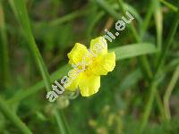 Helianthemum grandiflorum subsp. obscurum (Wahlenb.) Holub (Helianthemum nummularium auct., Cistus grandiflorus Scop.)