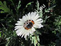 Venidium fastuosum Stapf (Arctotis  fastuosa Jacq.)