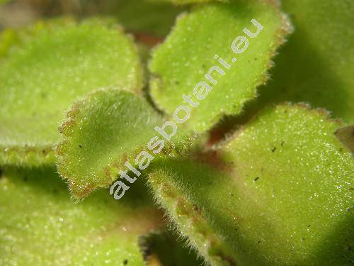 Plectranthus amboinicus (Lour.) Spreng. (Coleus aromaticus Benth.)