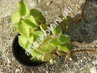 Plectranthus amboinicus (Lour.) Spreng. (Coleus aromaticus Benth.)