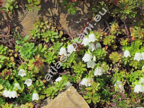 Campanula cochleariifolia 'Alba' (Campanula pusilla Haenke)