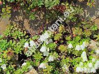 Campanula cochleariifolia 'Alba' (Campanula pusilla Haenke)