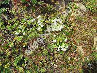 Campanula cochleariifolia 'Alba' (Campanula pusilla Haenke)