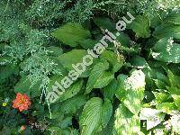 Hosta x ventricosa Stear. (Funkie, Funkia ovata Spr., Hosta caerulea (Andr.))