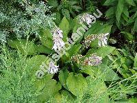 Hosta x ventricosa Stear. (Funkie, Funkia ovata Spr., Hosta caerulea (Andr.))