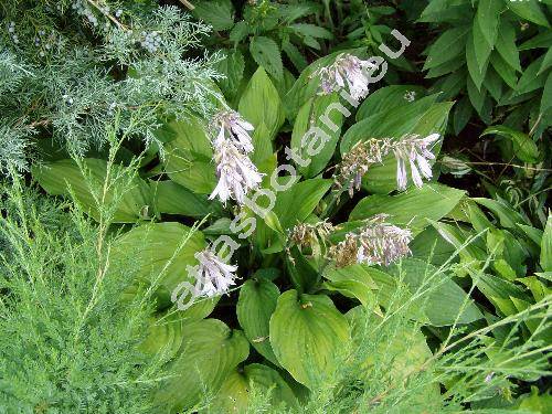 Hosta x ventricosa Stear. (Funkie, Funkia ovata Spr., Hosta caerulea (Andr.))