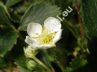 Fragaria 'Pendula'
