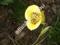 Calochortus 'Golden Orb' (Calochortus luteus Nutt.)