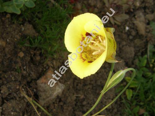 Calochortus 'Golden Orb' (Calochortus luteus Nutt.)